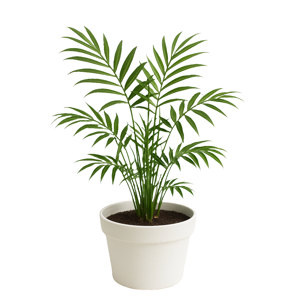 Planta Nante Bella (Chamaedorea elegans) – Artecultivos