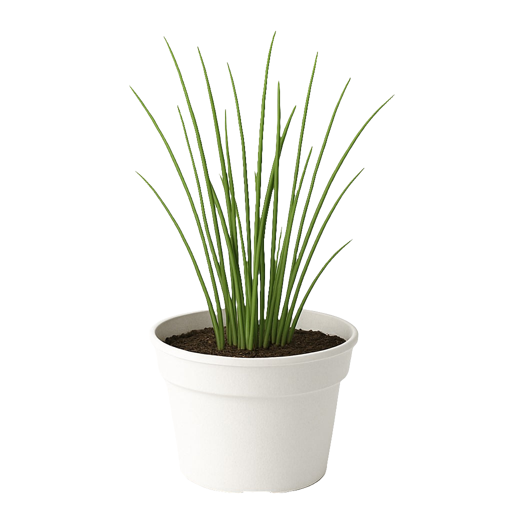 Allium Schoenoprasum.
