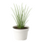Ciboulette (Allium schoenoprasum)