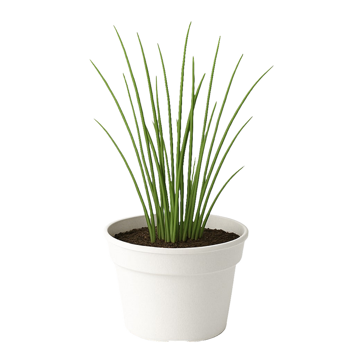 Ciboulette (Allium schoenoprasum)