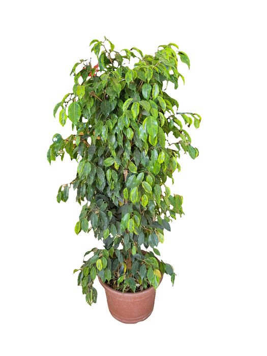 Ficus Anastasia
