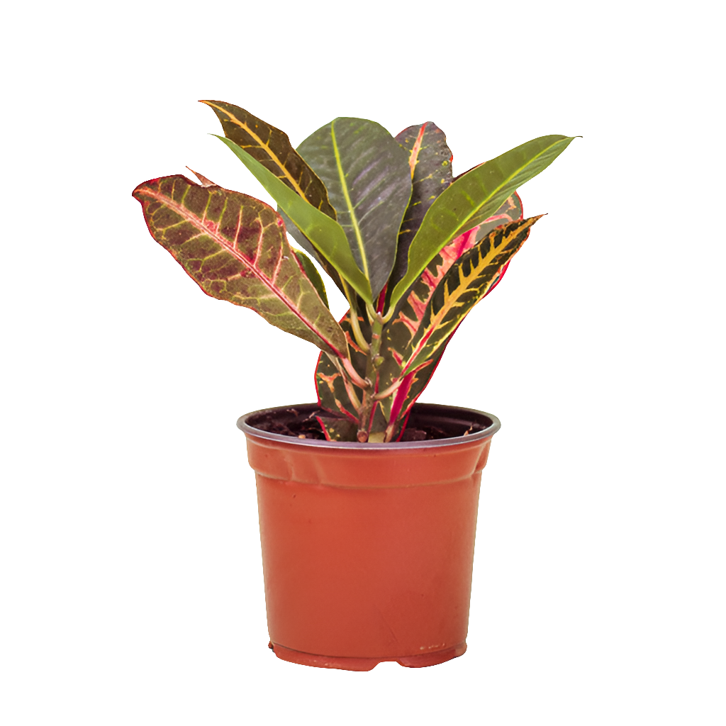 Planta Croton, foto 2 – Artecultivos