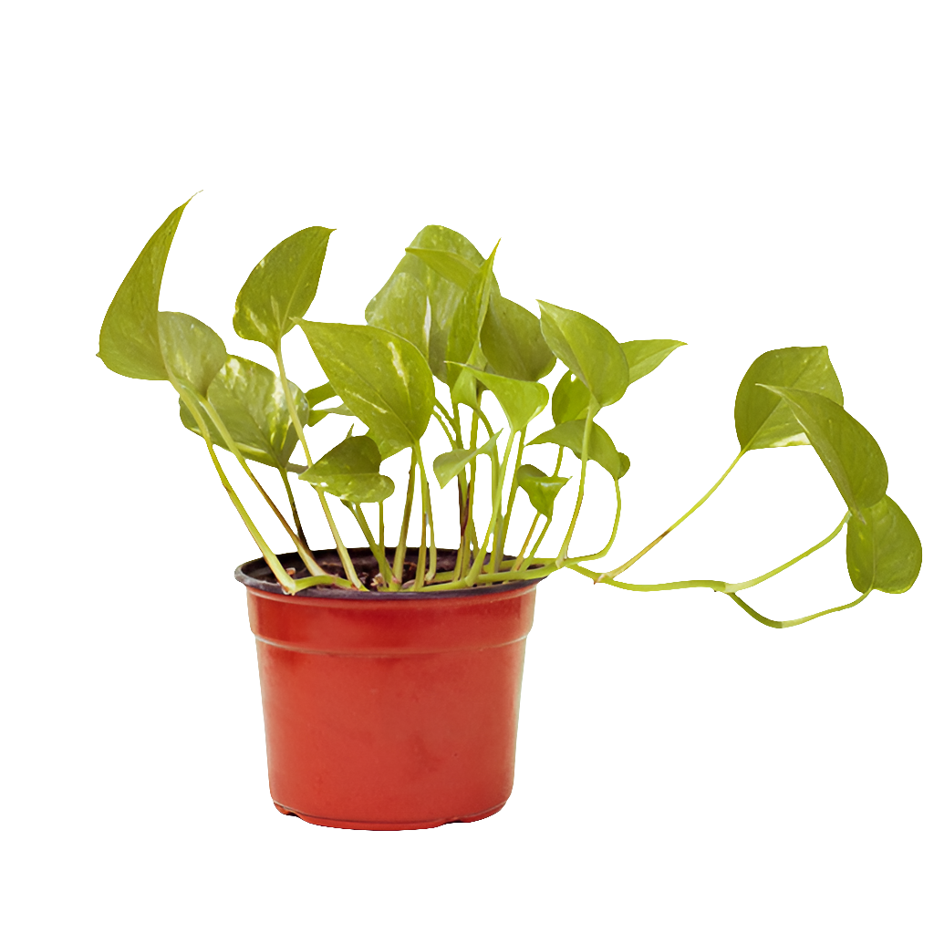 Planta Potus (Scindapsus), foto 5 – Artecultivos