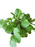 Peperomia Rana