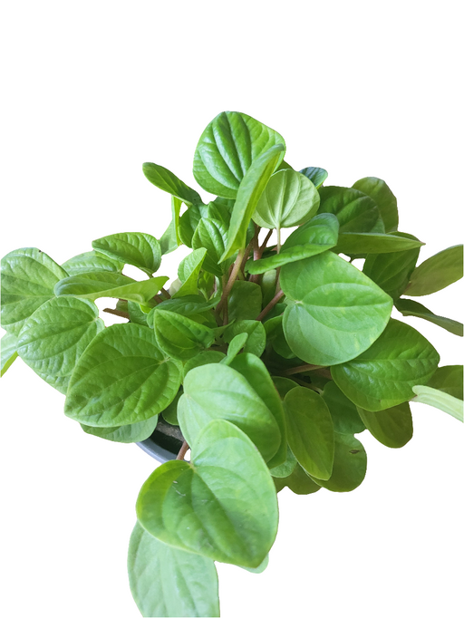 Peperomia Rana