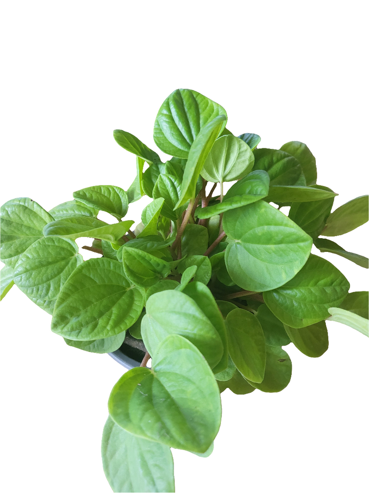 Peperomia Rana