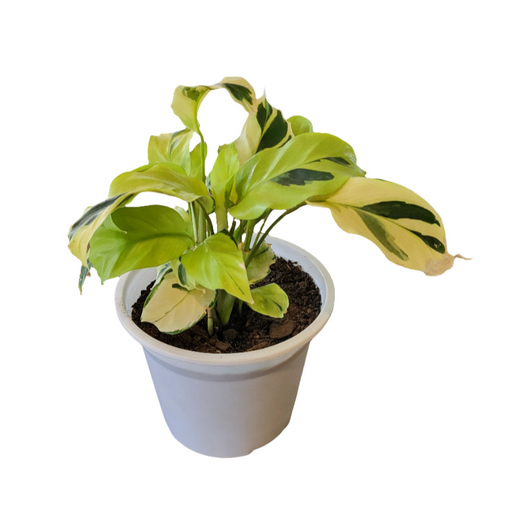 Calathea Thai Beauty