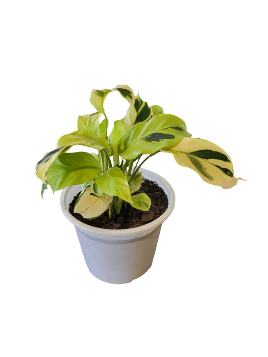 Calathea Thai Beauty