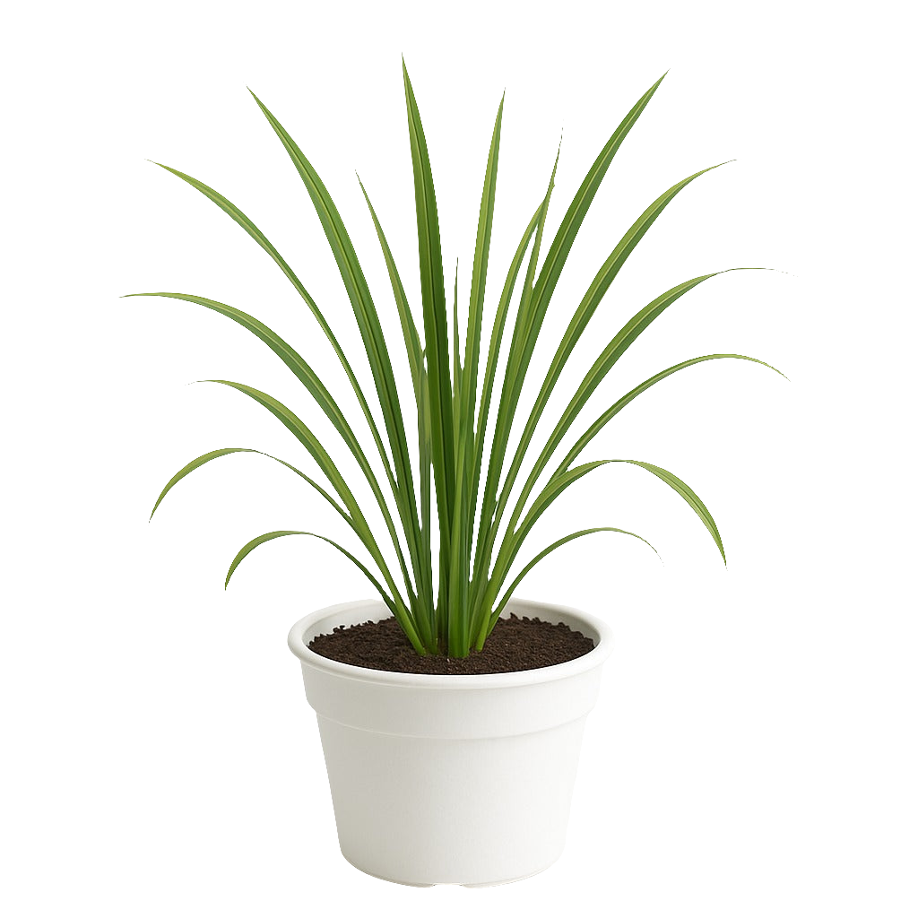 Hierba Luisa (Lemon Grass)