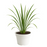 Hierba Luisa (Lemon Grass)