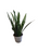 Sansevieria (lengua de suegra)