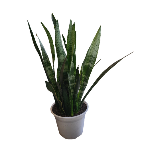 Sansevieria (lengua de suegra)