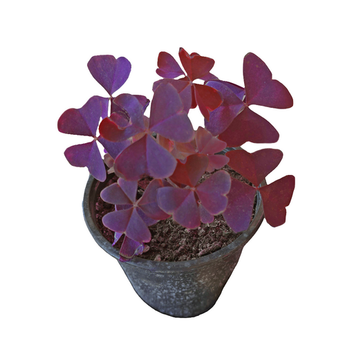 Trébol Oxalis (trébol morado)