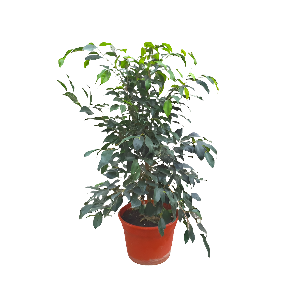 Planta Ficus Benjamina, foto 2 – Artecultivos