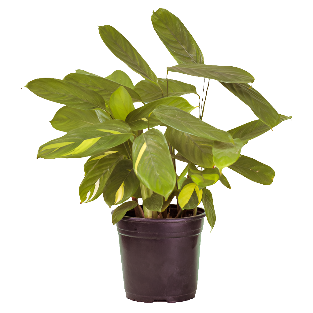 Planta Calathea Golden Mosaic, foto 2 – Artecultivos