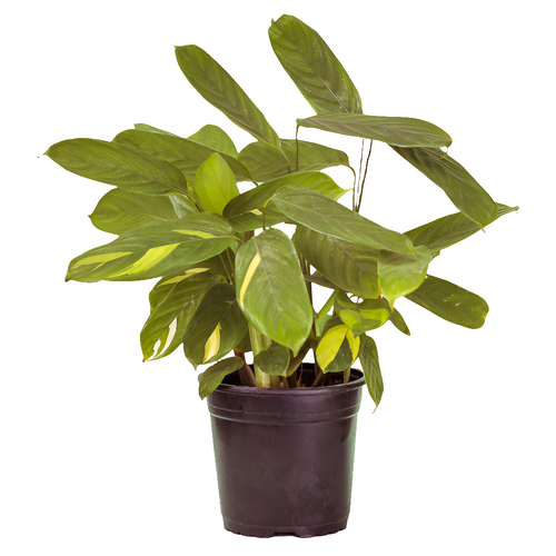 Planta Calathea Golden Mosaic, foto 2 – Artecultivos
