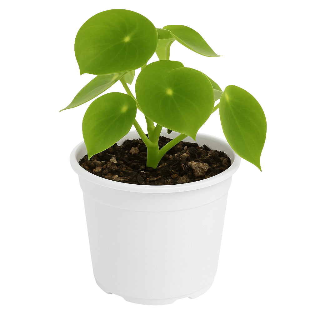 Planta Peperomia Cuchara – Artecultivos