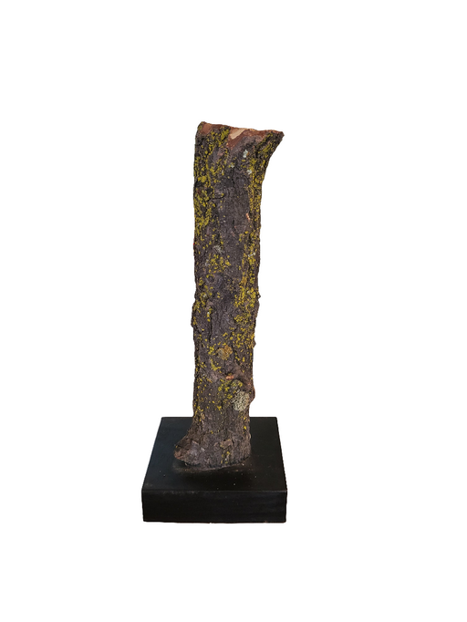 Tronco decorativo