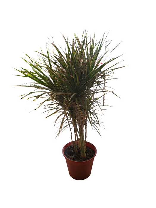 Dracena marginata y colorama
