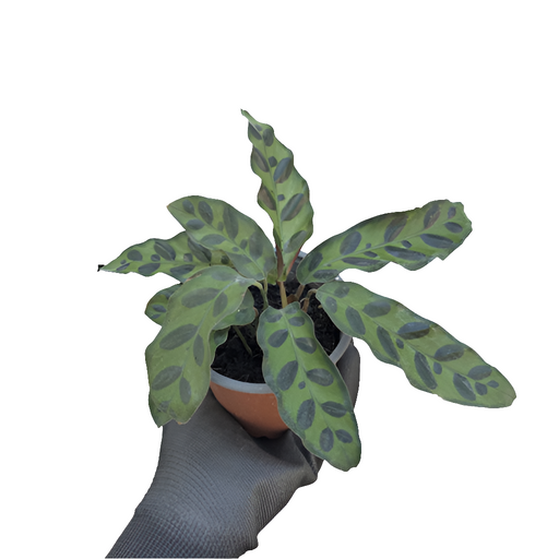 Calathea  Insignis
