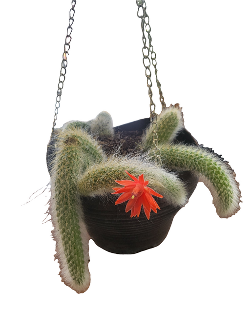 Cactus Cola de Mono