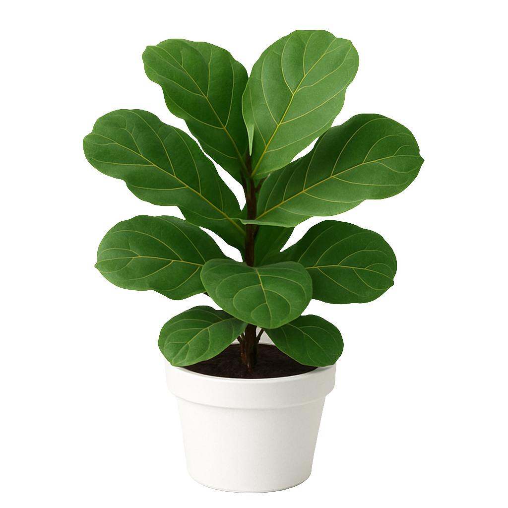 Planta Ficus Lyrata – Artecultivos