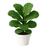Ficus Lyrata