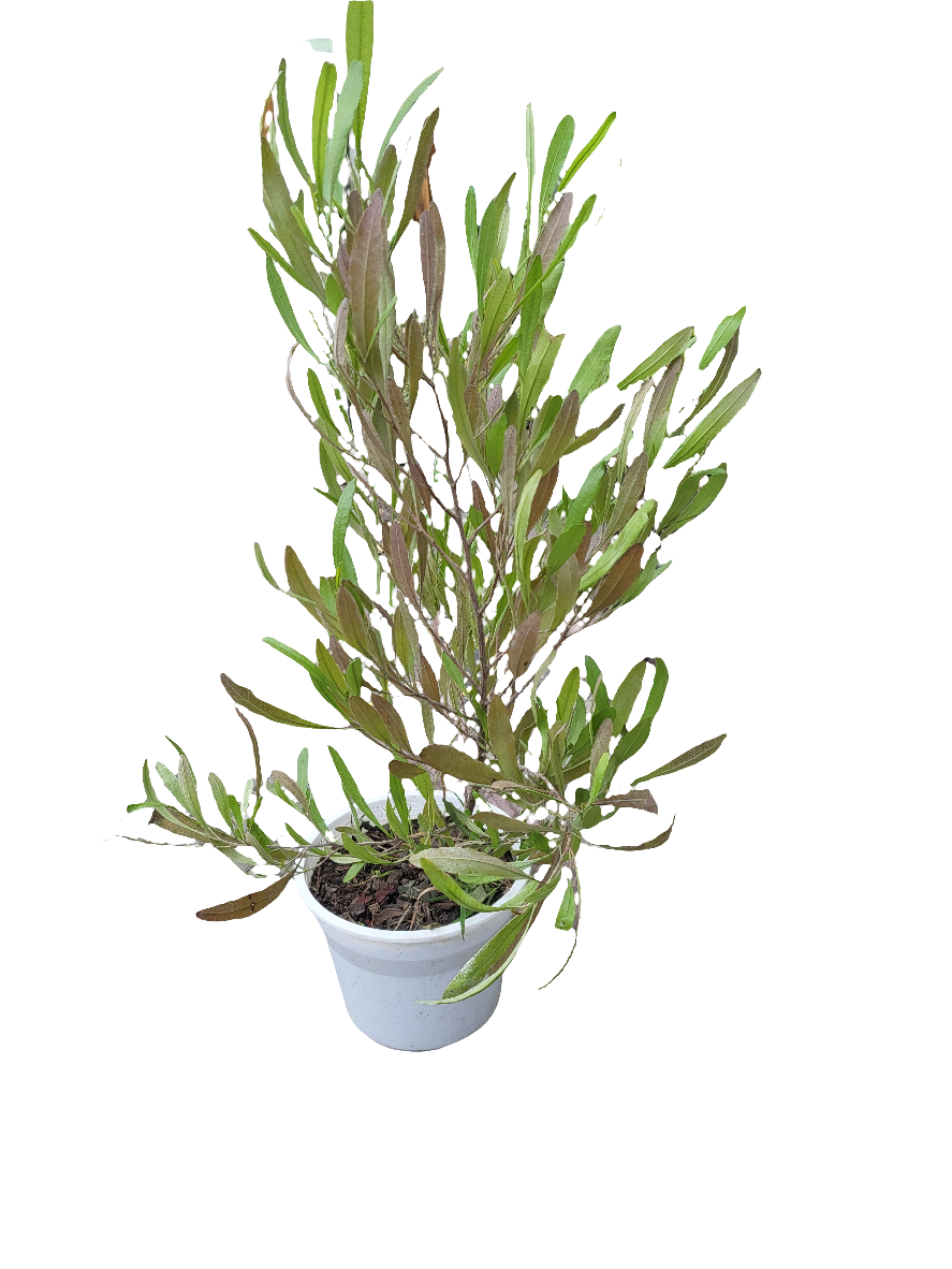 Stenocarpus