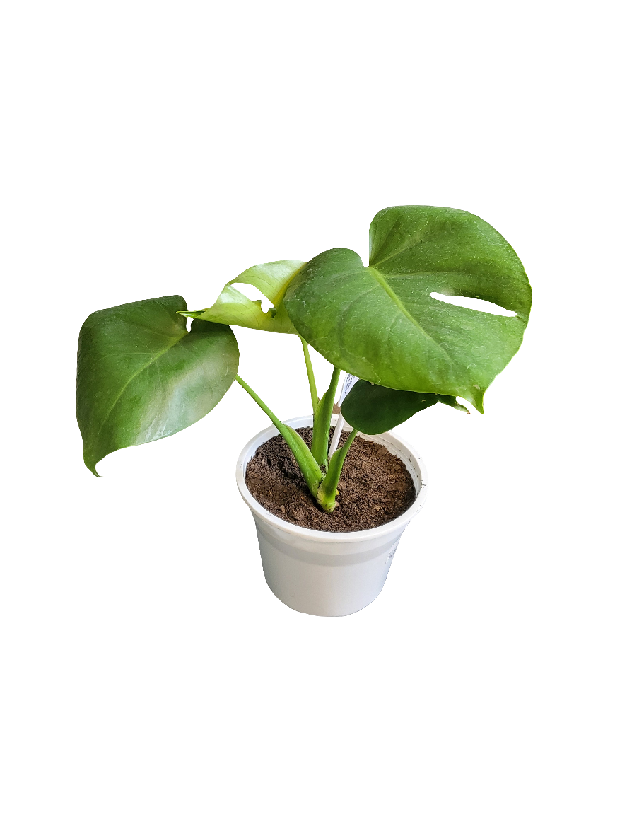 Planta Monstera deliciosa, foto 3 – Artecultivos
