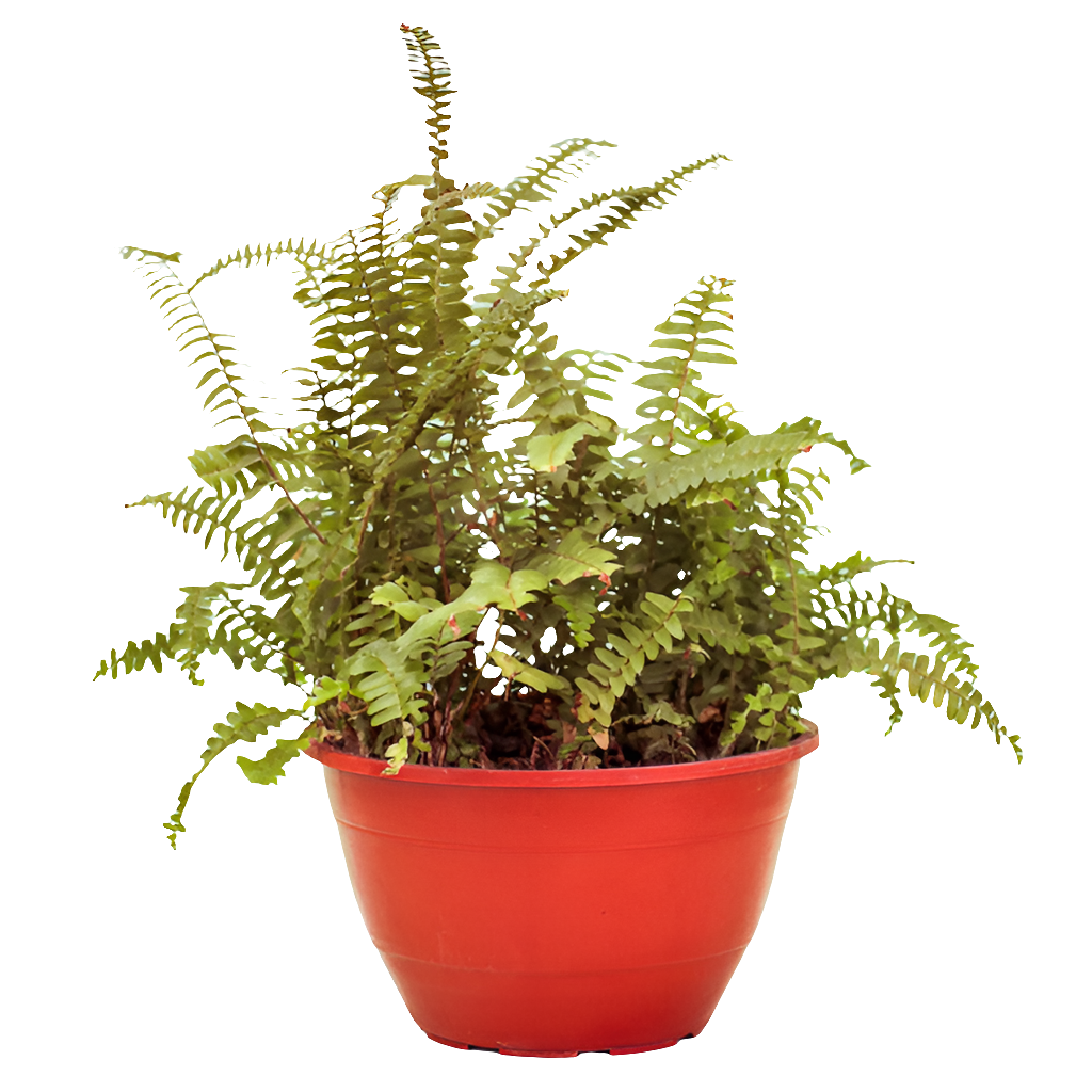 Planta Helecho, foto 2 – Artecultivos