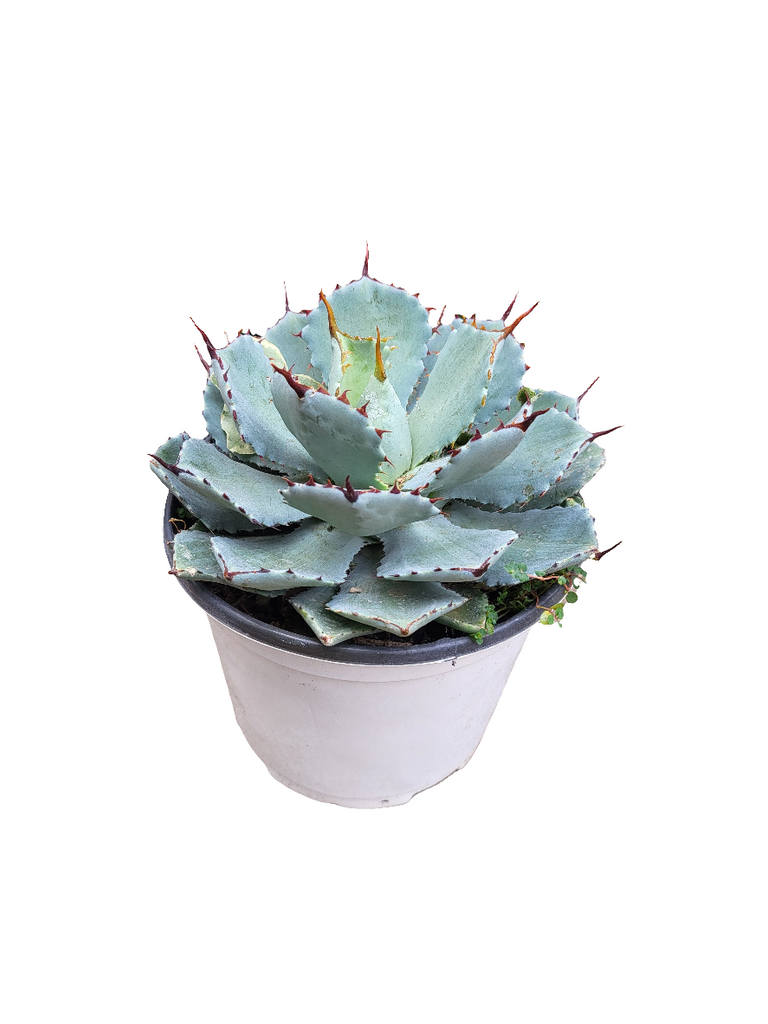Agave