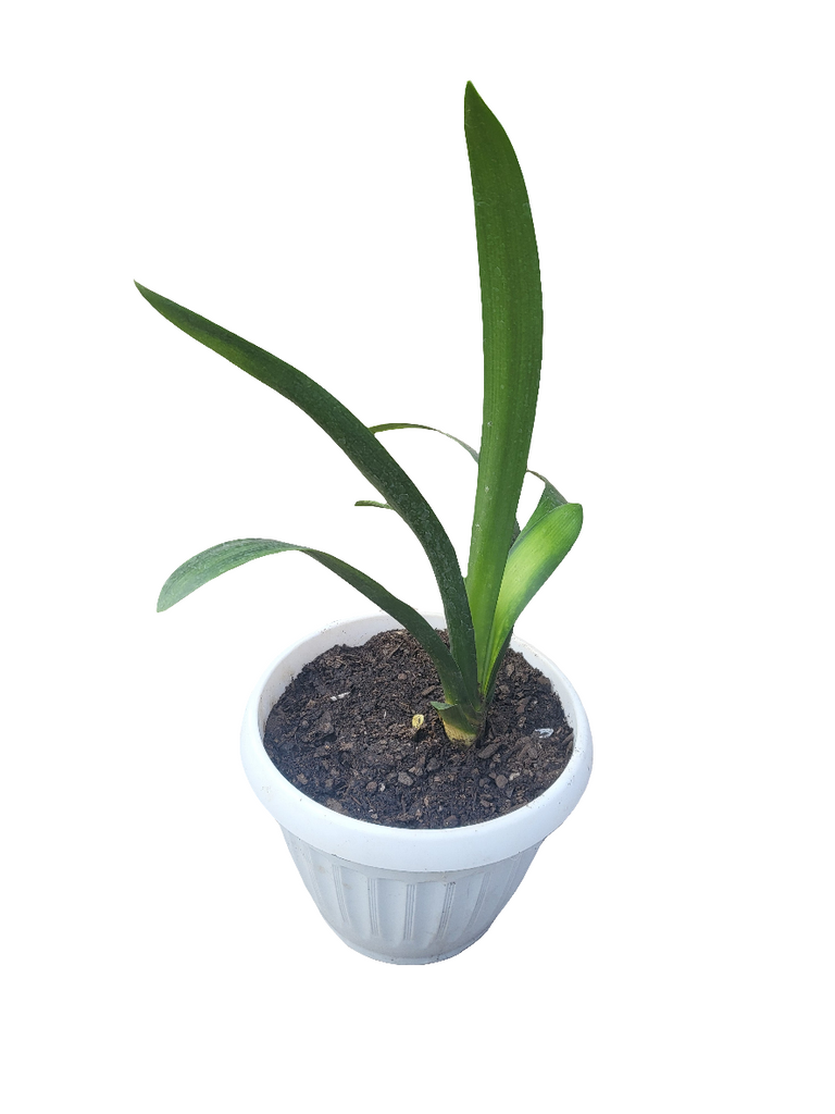 Clivia