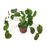 Pilea Peperomioides