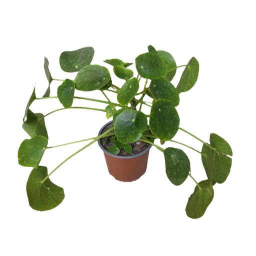 Pilea Peperomioides