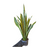 Sansevieria (lengua de suegra)