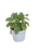 Calathea Kerchoveana