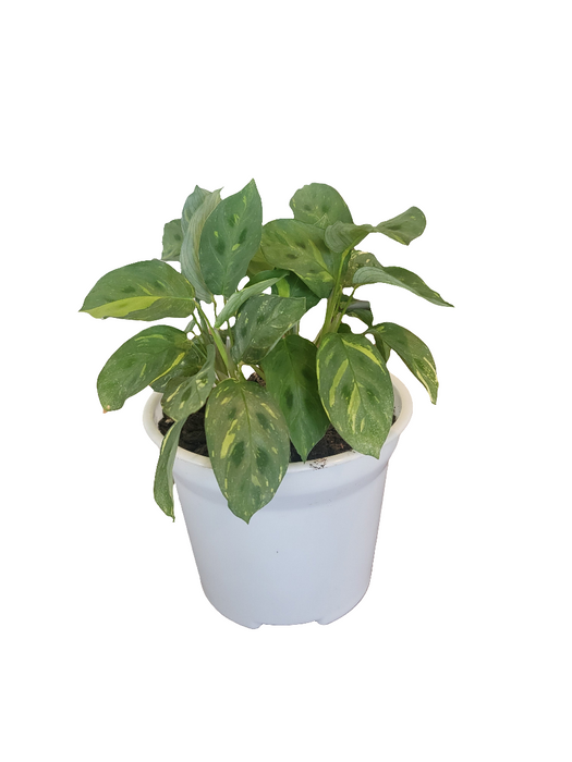 Calathea Kerchoveana