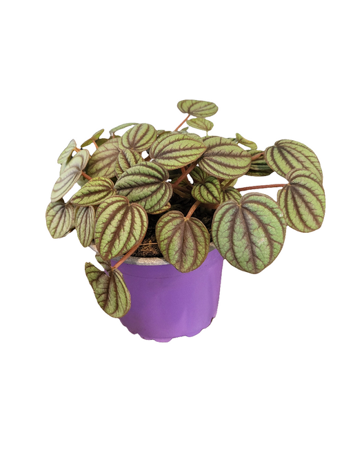 Peperomia piccolo