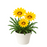 Gazanias