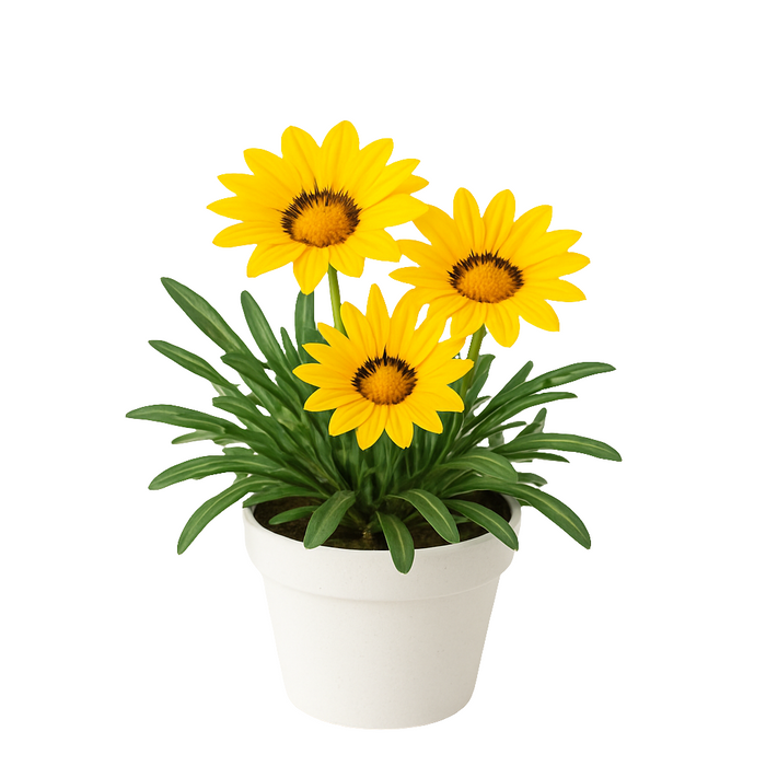 Gazanias