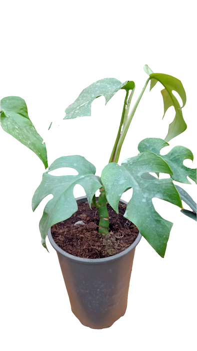 Raphidofora tetrasperma (Monstera Mini)