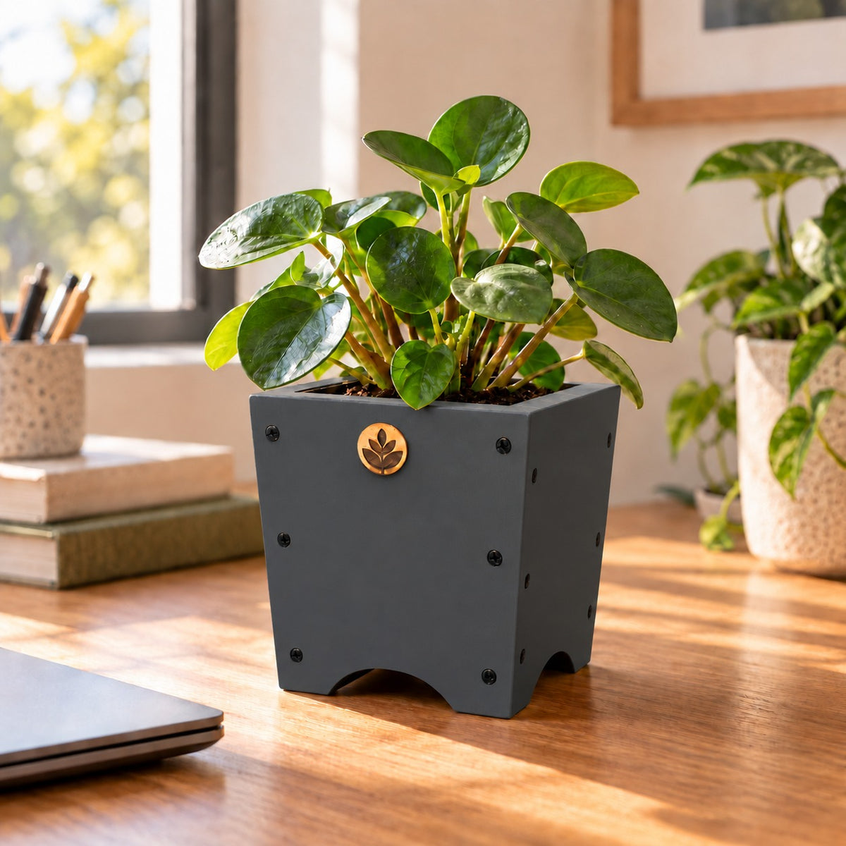 Macetero de madera Lonco 1 con autorriego Hidrocapture, color gris, con planta – Artecultivos