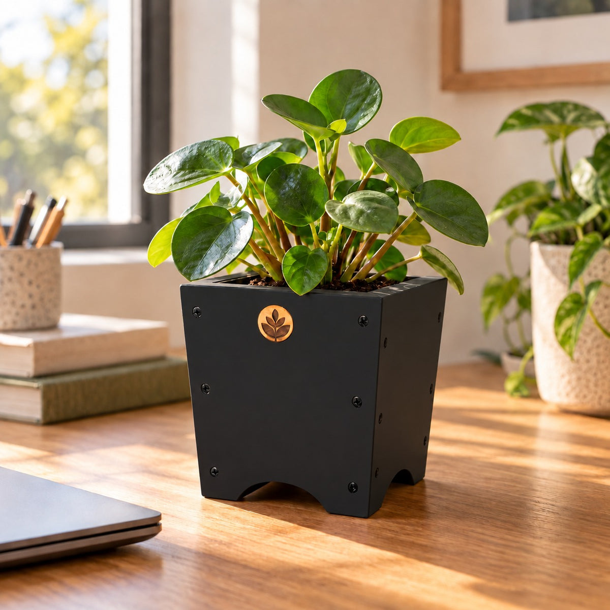 Macetero de madera Lonco 1 con autorriego Hidrocapture, color negro, con planta – Artecultivos