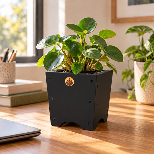 Macetero de madera Lonco 1 con autorriego Hidrocapture, color negro, con planta – Artecultivos
