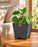 Macetero de madera Lonco 2 con autorriego Hidrocapture, color gris, con planta – Artecultivos