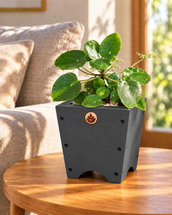Macetero de madera Lonco 2 con autorriego Hidrocapture, color gris, con planta – Artecultivos