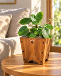 Macetero de madera Lonco 2 con autorriego Hidrocapture, color habano, con planta – Artecultivos