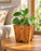 Macetero de madera Lonco 2 con autorriego Hidrocapture, color habano, con planta – Artecultivos