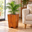 Macetero de madera Lonco 4 con autorriego Hidrocapture, color habano, con planta – Artecultivos