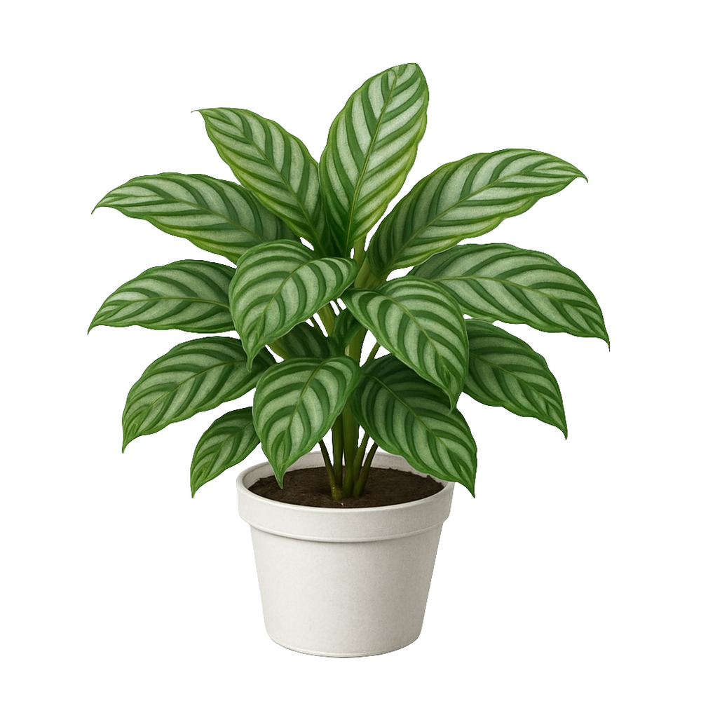 Calathea Oppen